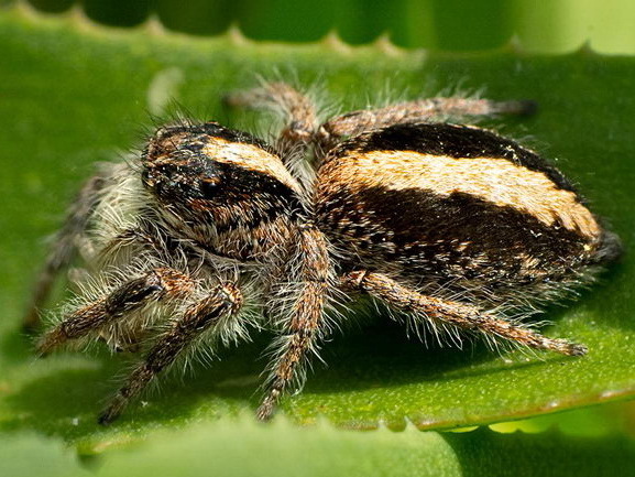 Araña saltadora/Megafreya sutrix