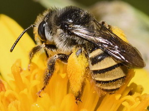 Abeja cornuda/Melissoptila sp.