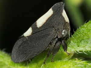 Treehopper/Enchenopa sp.