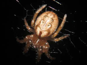 Orb weaver/Metazygia sp.