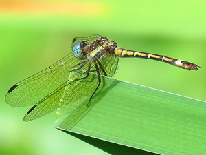 Libélula/Micrathyria hypodidyma