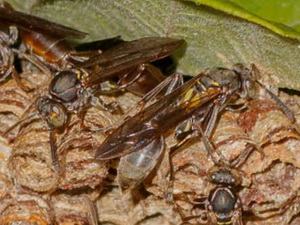 Paper wasp/Mischocyttarus sp.