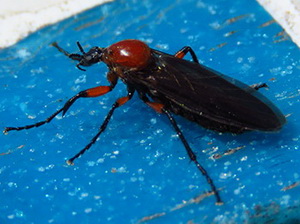 Mosca de marzo/Bibio sp.