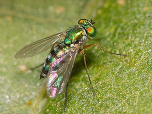 Moscas zancudas-Familia Dolichopodidae