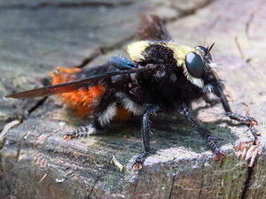 Robber fly/Mallophora ruficauda