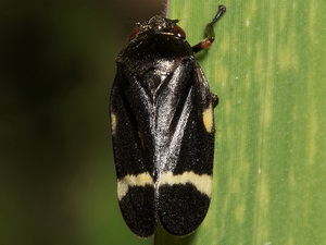 Froghopper/Notozulia entreriana