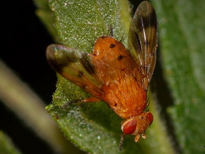 Mosca taquínida/Oestrophasia sp