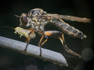 Mosca cazadora/Ommatius sp.