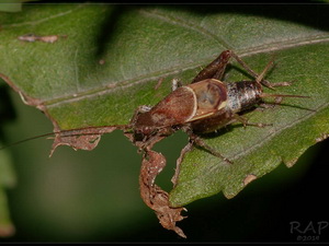 Cricket/Ornebius alatus