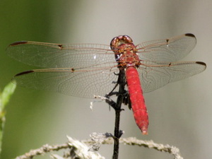 Libélula/Orthemis nodiplaga