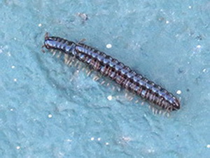 Greenhouse millipede/Oxidus gracilis