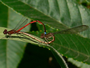 Caballito del diablo/Oxagrion terminale