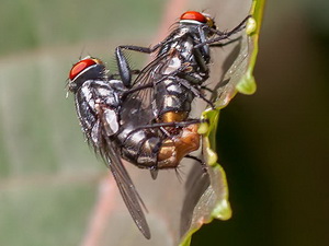 Mosca de la carne/Oxysarcodexia sp.