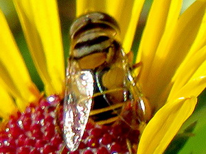 Mosca de las flores/Palpada sp.