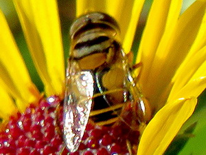 Hoverfly/Palpada sp.