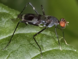 Mosca de patas largas/Paragrallomyia sp.