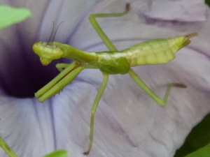 Mantid/Parastagmatoptera sp.