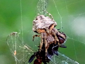 Araña tejedora/Parawixia audax
