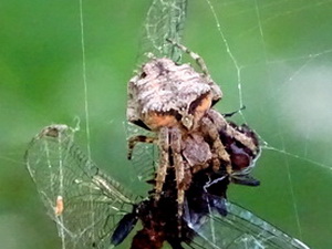 Orb weaver/Parawixia audax