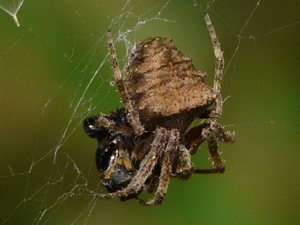 Orb weaver/Parawixia sp.