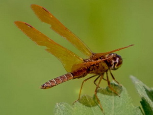 Libélula/Perithemis tenera