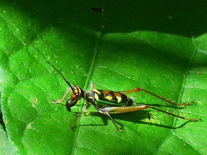 Grillo cola de espada/Phylloscyrtus amoenus