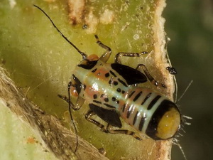 Psyllid/Platycorypha nigrivirga