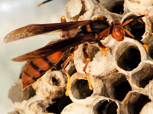 Avispa papelera colorada/Polistes sp