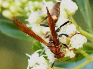 Avispa papelera/Polistes simillimus