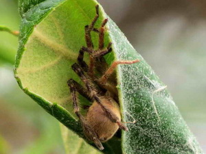 Giant crab spider/Polybetes pythagoricus