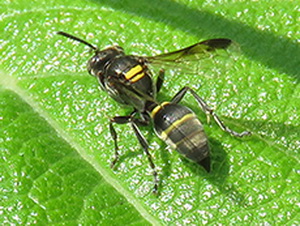 Camuatí/Polybia sp.