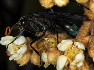 Avispa cazadora de araña - Familia Pompilidae