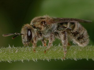 Sweat bee/Pseudagapostemon sp