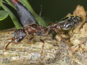 Hormiga/Pseudomyrmex sp.