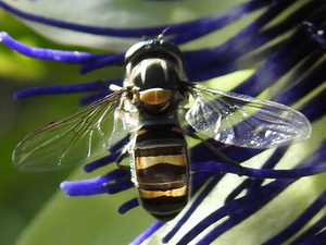 Mosca de las flores/Pseudoscaeva meridionalis