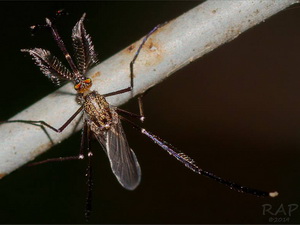 Mosquito gigante/Psorophora sp.