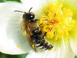 Abeja solitaria/Ptilothrix sp.