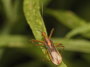 Chinche asesina/Repipta flavicans