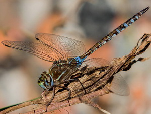 Dragonfly/Rhionaeschna bonariensis