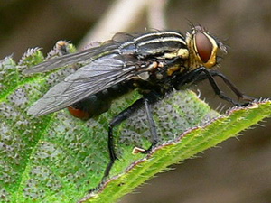 Moscas de la carne - Familia Sarcophagidae