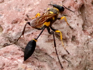 Mud-dauber/Sceliphron asiaticum