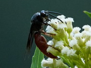 Avispa cazadora de escarabajos/Scolia rufiventris