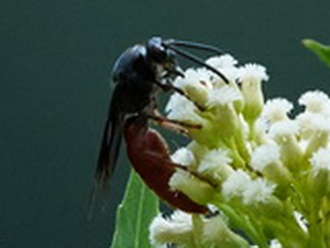 Scarab hunter/Scolia rufiventris