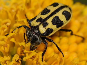 Siete de oro/Astylus atromaculatus