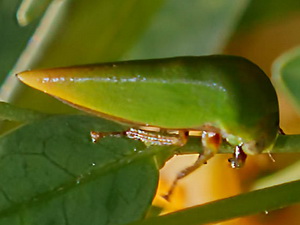 Treehopper/Ceresa sp.