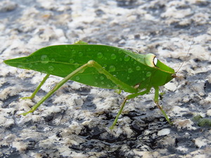 Saltamontes hoja/Stilpnochlora sp.