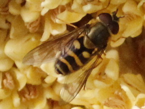 Mosca de las flores/Syrphus sp.