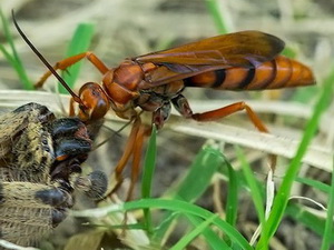 Avispa cazadora de araña/Taschypompilus sp.