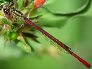 Damselfly/Telebasis willinki