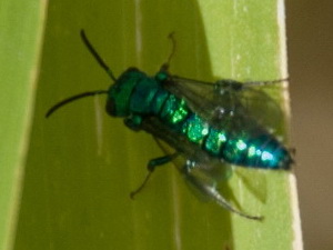 Abeja del sudor/Temnosoma sp